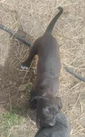Johnny Cash , a male American Leopard Hound for sale in Granton, WI – 6 of 6