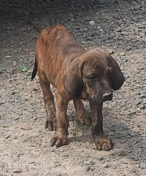 Brindle Female #1 UKC Special  – American Leopard Hound puppy for sale in Granton, WI