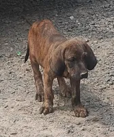 Brindle Female #1 UKC Special , a female American Leopard Hound for sale in Granton, WI – 1 of 1