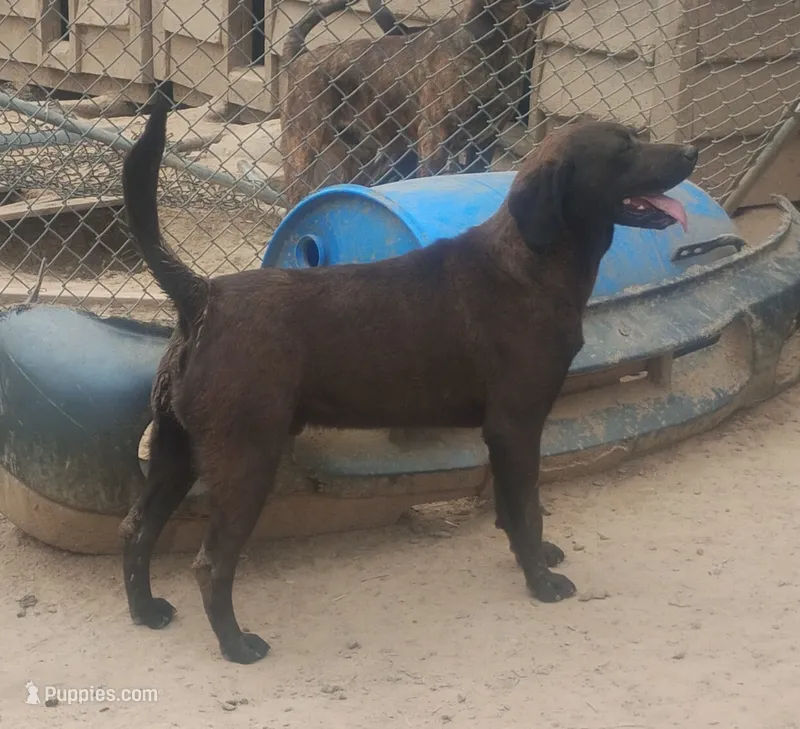 Harvey Black Male- UKC Special – American Leopard Hound puppy for sale in Granton, WI