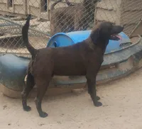 Harvey Black Male- UKC - Special $50, a male American Leopard Hound for sale in Granton, WI – 1 of 6