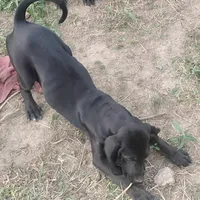 Black Male - UKC Special, a male American Leopard Hound for sale in Granton, WI – 1 of 1