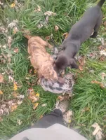 Pumpkin , a female American Leopard Hound for sale in Granton, WI – 4 of 10