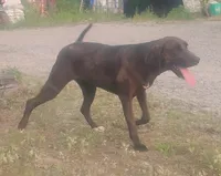 Chocolate Black Female - UKC Special , a female American Leopard Hound for sale in Granton, WI – 4 of 10