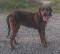 Marble- Chocolate Merle Female - UKC Special , a female American Leopard Hound for sale in Granton, WI – 2 of 6