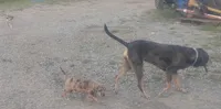 Pumpkin , a female American Leopard Hound for sale in Granton, WI – 9 of 10