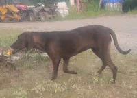 Chocolate Black Female - UKC Special , a female American Leopard Hound for sale in Granton, WI – 7 of 10