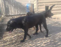 Harvey Black Male- UKC - Special, a male American Leopard Hound for sale in Granton, WI – 9 of 10