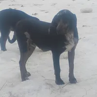 Blue Leopard Speckled Male- Weekend Special , a male American Leopard Hound for sale in Granton, WI – Photo 6 of 8