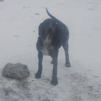 Blue Leopard Speckled Male- Weekend Special , a male American Leopard Hound for sale in Granton, WI – Photo 3 of 8