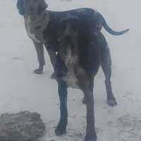 Blue Leopard Speckled Male- Weekend Special , a male American Leopard Hound for sale in Granton, WI – Photo 4 of 8