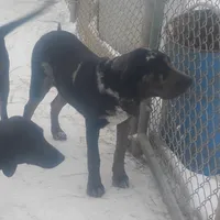 Blue Leopard Speckled Male- Weekend Special , a male American Leopard Hound for sale in Granton, WI – Photo 1 of 8