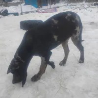 Blue Leopard Speckled Male- Weekend Special , a male American Leopard Hound for sale in Granton, WI – Photo 8 of 8