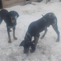 Blue Leopard Speckled Male- Weekend Special , a male American Leopard Hound for sale in Granton, WI – Photo 5 of 8