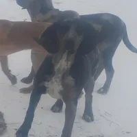 Blue Leopard Speckled Male- Weekend Special , a male American Leopard Hound for sale in Granton, WI – Photo 2 of 8