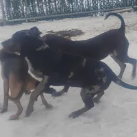 Blue Leopard Speckled Male- Weekend Special , a male American Leopard Hound for sale in Granton, WI – Photo 7 of 8