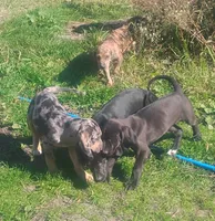 Bluebell, a female American Leopard Hound for sale in Granton, WI – 9 of 10