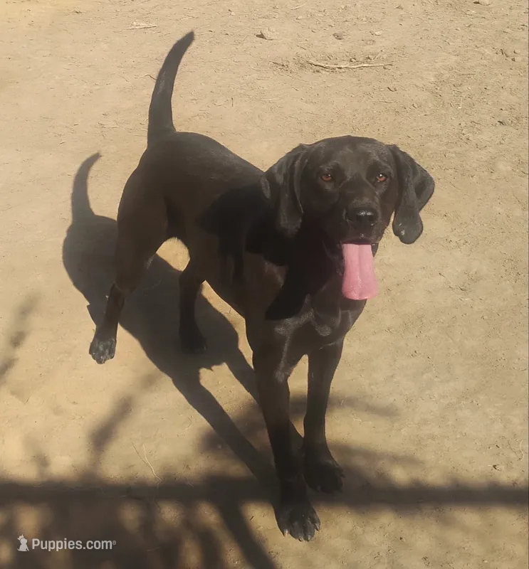 Black Male - UKC - Special – American Leopard Hound puppy for sale in Granton, WI