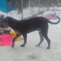 Luce - Weekend Special , a male American Leopard Hound for sale in Granton, WI – Photo 9 of 10