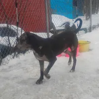 Luce - Weekend Special , a male American Leopard Hound for sale in Granton, WI – Photo 8 of 10