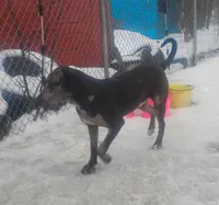 Luce, a male American Leopard Hound for sale in Granton, WI – Photo 8 of 10