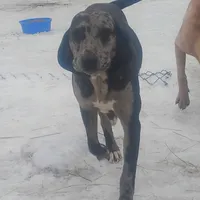 Luce - Weekend Special , a male American Leopard Hound for sale in Granton, WI – Photo 7 of 10