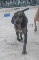 Luce, a male American Leopard Hound for sale in Granton, WI – Photo 7 of 10