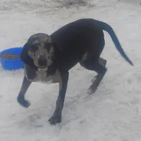 Luce - Weekend Special , a male American Leopard Hound for sale in Granton, WI – Photo 10 of 10