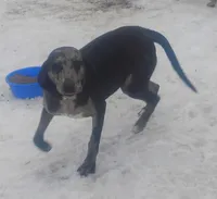Luce, a male American Leopard Hound for sale in Granton, WI – Photo 10 of 10