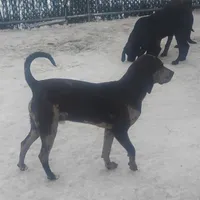 Luce - Weekend Special , a male American Leopard Hound for sale in Granton, WI – Photo 1 of 10