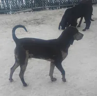 Luce, a male American Leopard Hound for sale in Granton, WI – Photo 1 of 10