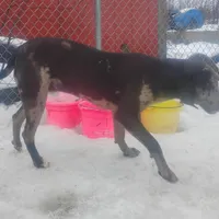 Luce - Weekend Special , a male American Leopard Hound for sale in Granton, WI – Photo 6 of 10