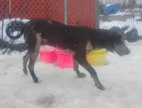 Luce, a male American Leopard Hound for sale in Granton, WI – Photo 6 of 10