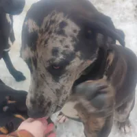 Luce - Weekend Special , a male American Leopard Hound for sale in Granton, WI – Photo 5 of 10