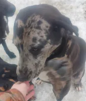 Luce, a male American Leopard Hound for sale in Granton, WI – Photo 5 of 10