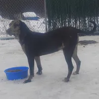 Luce - Weekend Special , a male American Leopard Hound for sale in Granton, WI – Photo 3 of 10