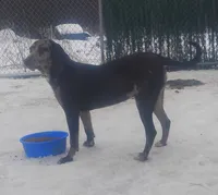 Luce, a male American Leopard Hound for sale in Granton, WI – Photo 3 of 10
