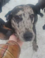 Luce, a male American Leopard Hound for sale in Granton, WI – Photo 2 of 10