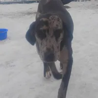 Luce - Weekend Special , a male American Leopard Hound for sale in Granton, WI – Photo 4 of 10