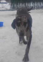 Luce, a male American Leopard Hound for sale in Granton, WI – Photo 4 of 10