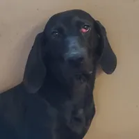 Sherri - Wknd special $25, a female American Leopard Hound for sale in Granton, WI – Photo 2 of 4