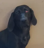 Sherri , a female American Leopard Hound for sale in Granton, WI – Photo 2 of 4