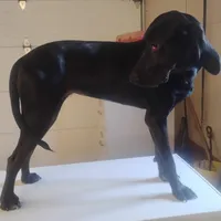 Sherri - Wknd special $25, a female American Leopard Hound for sale in Granton, WI – Photo 3 of 4