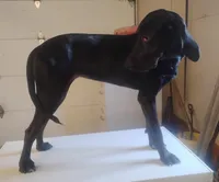 Sherri , a female American Leopard Hound for sale in Granton, WI – Photo 3 of 4