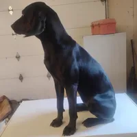 Sherri - Wknd special $25, a female American Leopard Hound for sale in Granton, WI – Photo 1 of 4