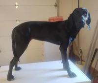 Sherri , a female American Leopard Hound for sale in Granton, WI – Photo 4 of 4