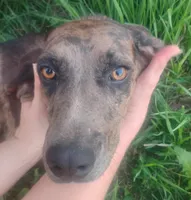Marble- Chocolate Merle Female - UKC Special , a female American Leopard Hound for sale in Granton, WI – 4 of 6