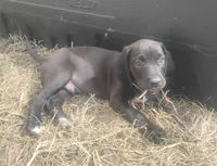 Johnny Cash , a male American Leopard Hound for sale in Granton, WI – 2 of 6