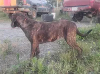 Brindle Female #1 UKC Special , a female American Leopard Hound for sale in Granton, WI – 5 of 6