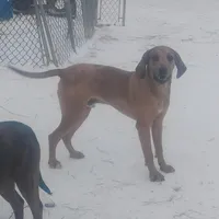 Redmon - Special $50, a male American Leopard Hound for sale in Granton, WI – Photo 1 of 9